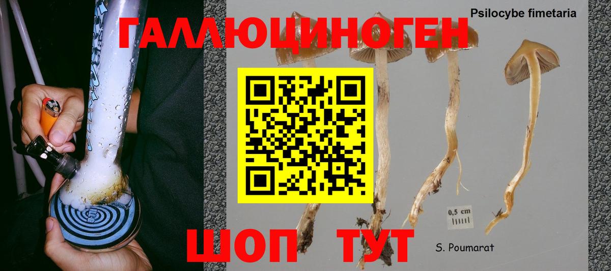 Галлюциногенные грибы Psilocybine cubensis Луховицы